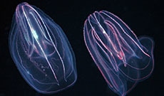 Comb jelly