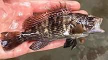 Black sea bass