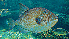 Gray triggerfish