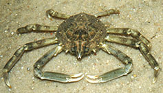 Common spider crab