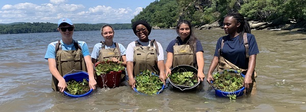 Five young men and women in waders stand in the Hudson River with baskets of water chestnut pulled from the cove.