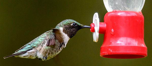 Ruby throated hummingbird courtesy of Jim Yates