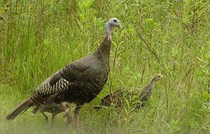 adult and poult turkey