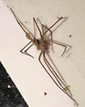 Mediterranean recluse spider