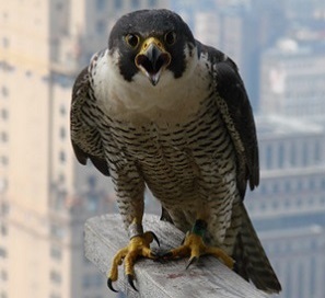 peregrine falcon on perch