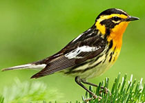 Blackburnian warbler