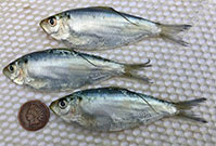 Atlantic thread herring