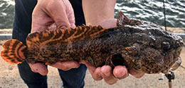 Oyster toadfish