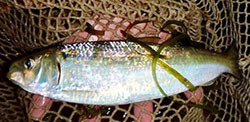 Blueback herring