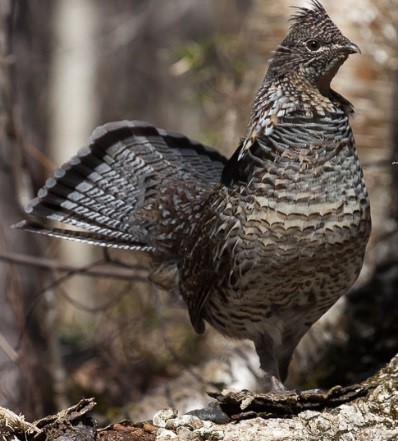 a ruffed grouse with its tail fanned out
