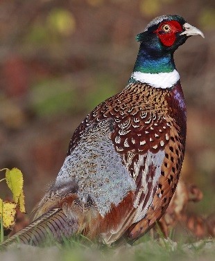 a ring-necked pheasant