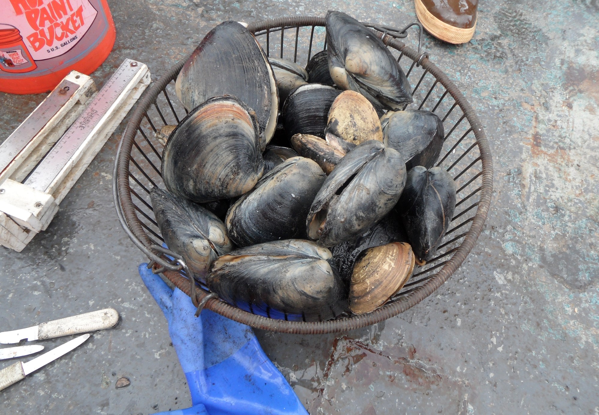 Bushel of surfclams in basket