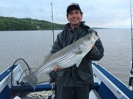 Man in boat holding striped bass