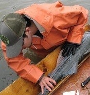 Man measuring fish