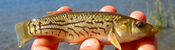 Striped killifish (female) courtesy of Tom Lake