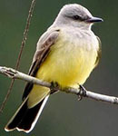 Western kingbird