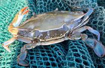 Blue crab