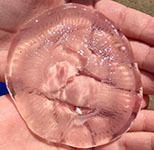 Moon jellyfish