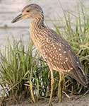 Yellow-crowned night heron