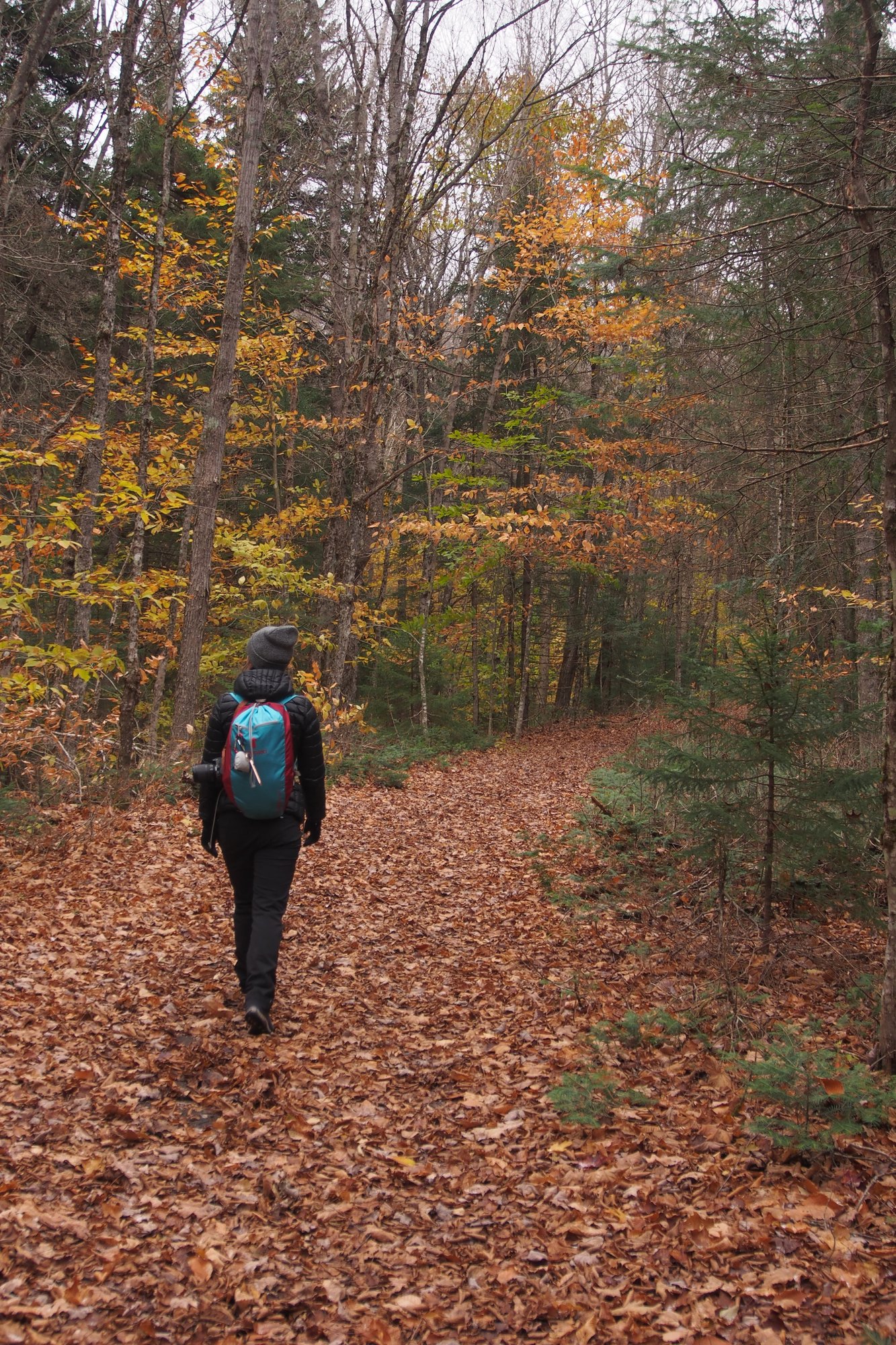 Coney Mountain Trail