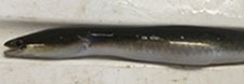 Silver eel