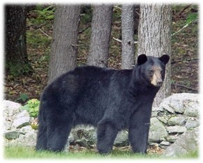 an adult black bear stands in front of a rock wall and some tall trees