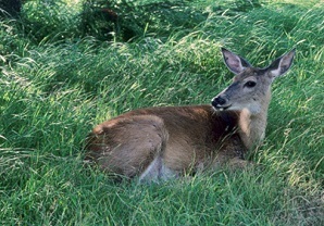 Doe laying in the grass