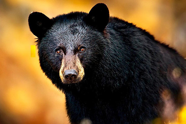 Black bear courtesy of Deborah Tracy Kral Black bear courtesy of Deborah Tracy Kral