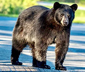 Black bear