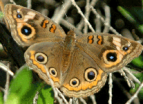 Common buckeye