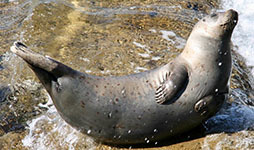 Harbor seal