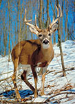White-tailed deer