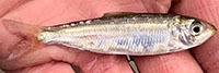 Blueback herring