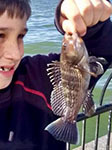 Black sea bass