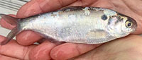 Gizzard shad