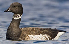 Brant