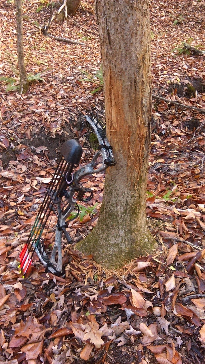 A tree trunk with a buck rub on it, with an archer's bow leaning against it.