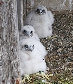 peregrine falcon chicks peregrine falcon chicks