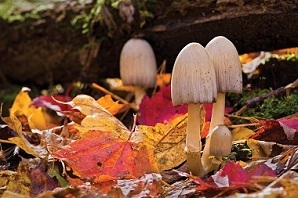 Mushrooms growing among red maple leaves