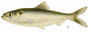 Picture of alewife fish