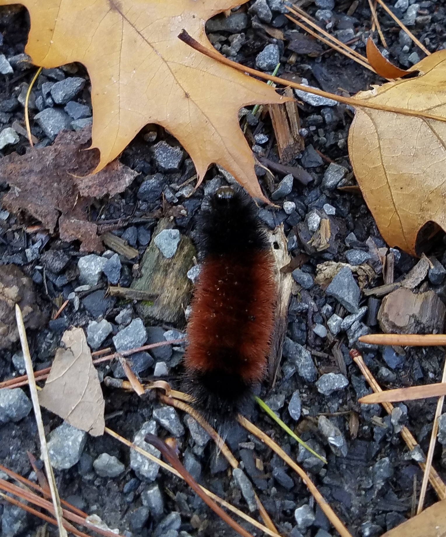 Woolly Bear Caterpillars 