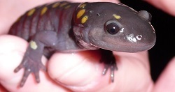 someone holding spotted salamander