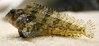 Feather blenny