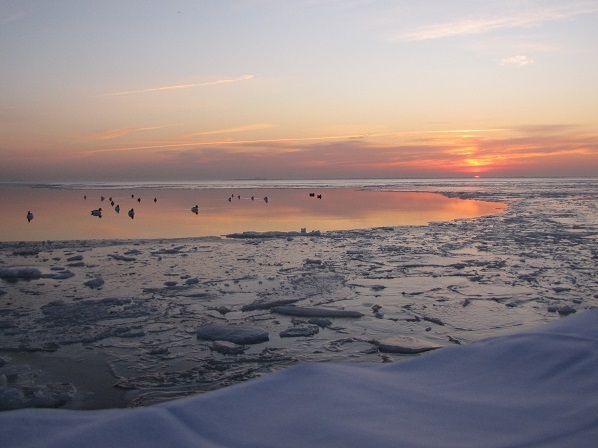 Ducks on water at sunset