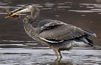 Redfin pickerel with Great Blue Heron
