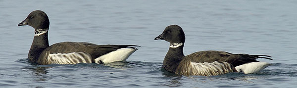 Brant courtesy of Dave Utterback (see 11/19)