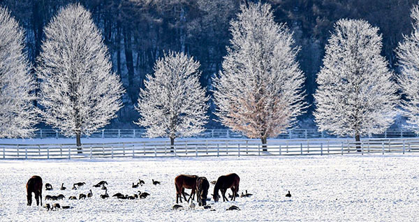 Hoarfrost courtesy of Deborah Tracy-Kral