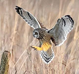 Short-eared owl