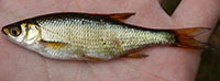 Golden shiner