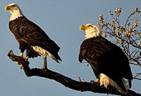 Bald Eagles